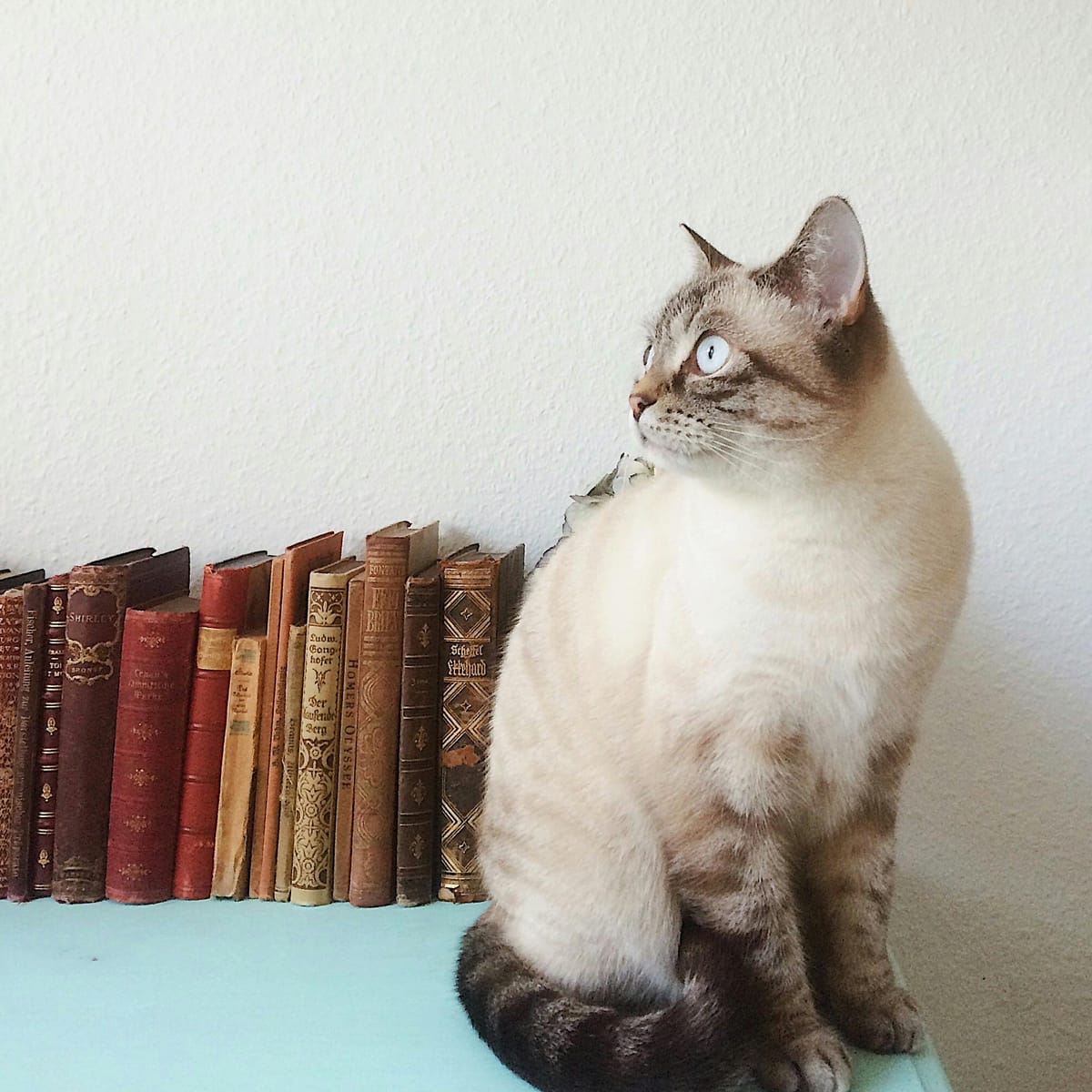 Piolo Pascual avatar